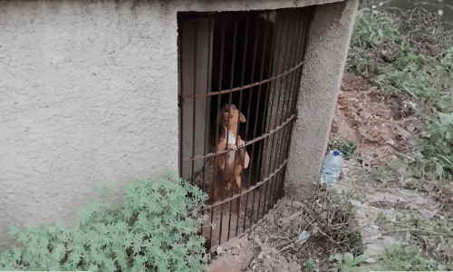 hund-ruine-kaefig-ausgesetzt